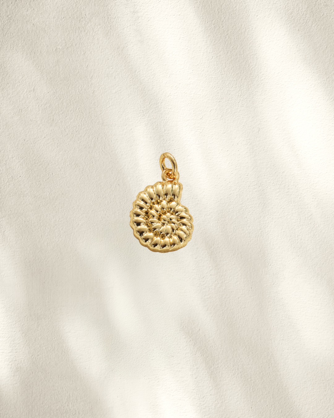 Ammonite shell