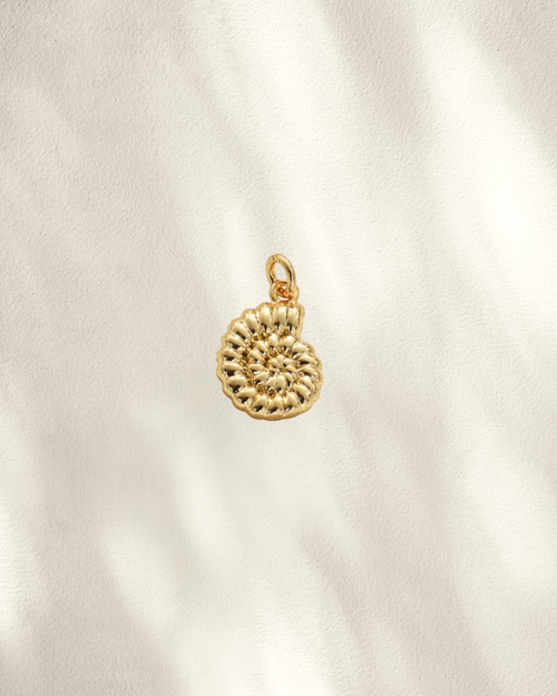 Ammonite shell